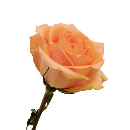 Versilia Peach Rose | FiftyFlowers.com