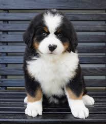 bernese mountain dog puppies - Google Search