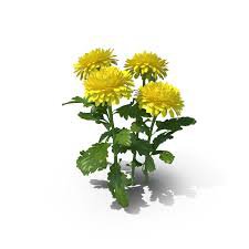 yellow chrysanthemum - Google Search