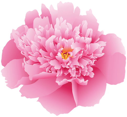 Pink Peony Flower PNG Clip Art Image​ | Gallery Yopriceville - High-Quality Images and Transparent PNG Free Clipart