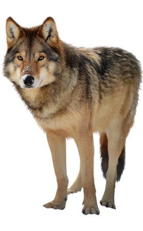 timber wolf