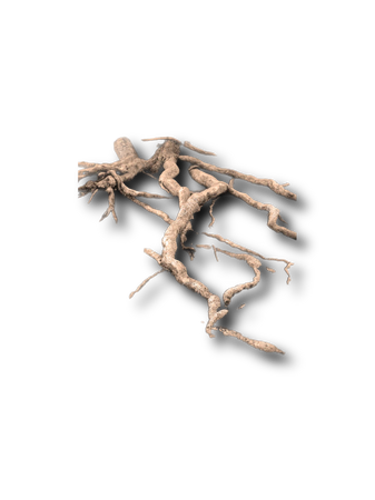 roots nature png