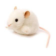 white mouse - Búsqueda de Google