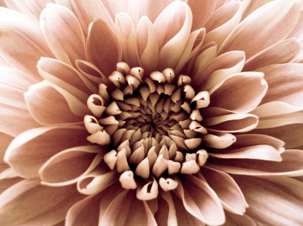 Brown Flower Photograph by Dawn OConnor