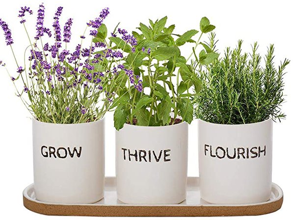 Dibor Indoor Herb Planters Tray Set of 3 Ceramic Kitchen Windowsill Plant Pots: Amazon.co.uk: Garden & Outdoors