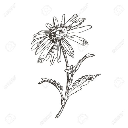 daisy drawing - Google Search