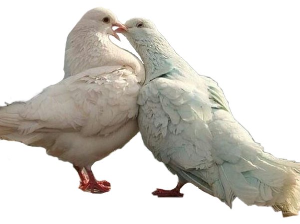 doves in love
