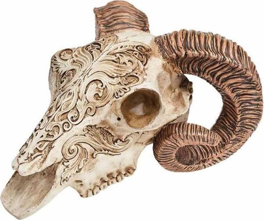 Alchemy Gothic - Scrimshaw Ram Skull - Buy Online Australia – Beserk