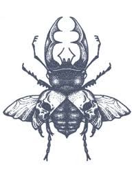 beetle tattoo drawing - Google Search