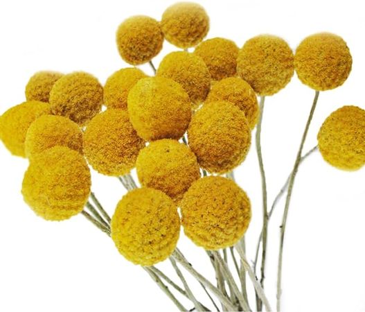 Amazon.com: Color Life 30 Stems Natural Dried Flower - Craspedia/Billy Balls : Home & Kitchen