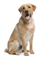 Labrador | Small, Medium and Big Dog Breeds | Pedigree UK