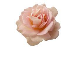 pink flower png aesthetic - Google Search