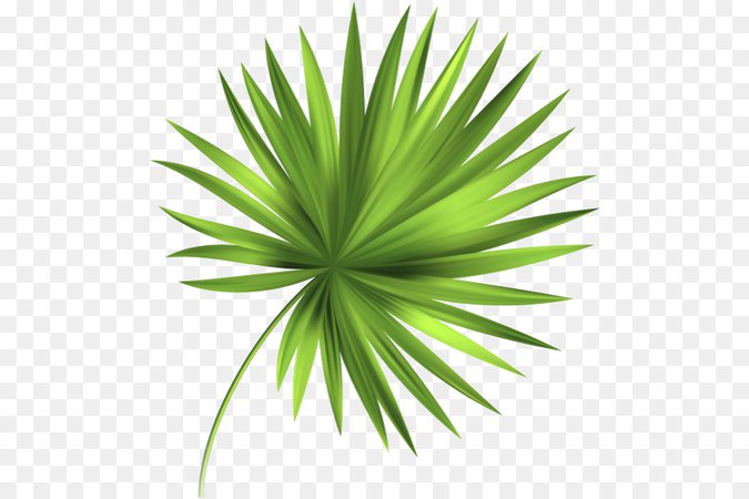 Palm Tree Drawing png download - 542*600 - Free Transparent Leaf png Download. - CleanPNG / KissPNG