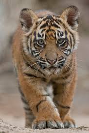 tiger cub - Google Search
