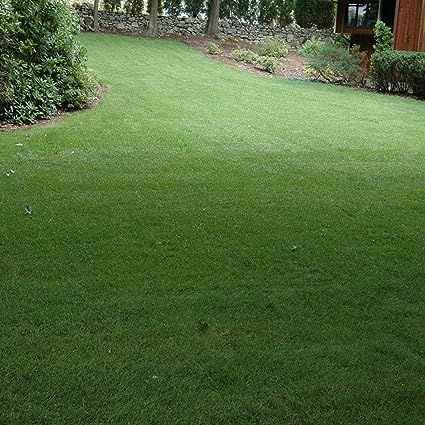 Amazon.com : Outsidepride SPF-30 Heat & Drought Tolerant Hybrid Bluegrass Lawn Grass Seed - 5 LBS : Patio, Lawn & Garden
