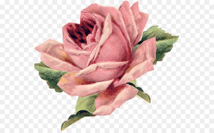 kisspng-vintage-roses-beautiful-varieties-for-home-and-ga-rose-5ac69db8a4ff21.9296782515229659446758.jpg (900×560)