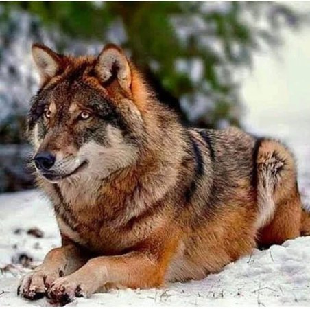 red Wolf