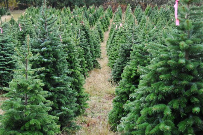 christmas tree farm