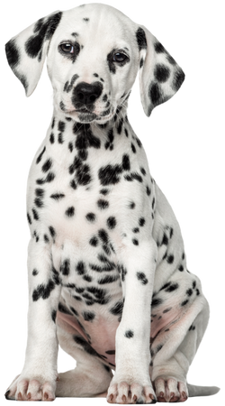 Dalmatian Dog transparent background 12893851 PNG