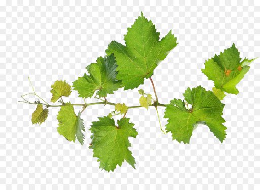transparent grape vine png - Google Search