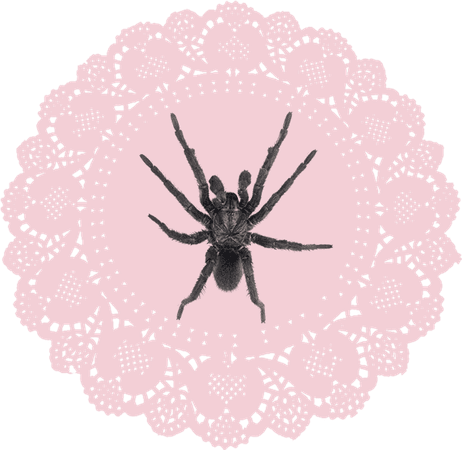 pink doily black spider