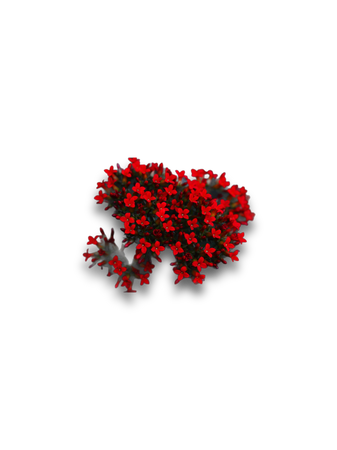 red flowers floral png