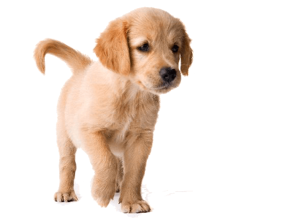 Golden Retriever PNG Download Image | PNG All