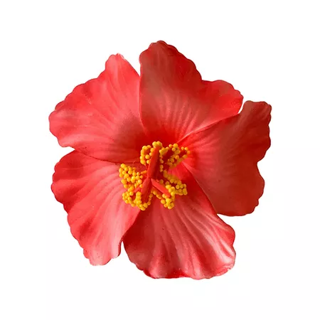 Aute (hibiscus ) | Mysite