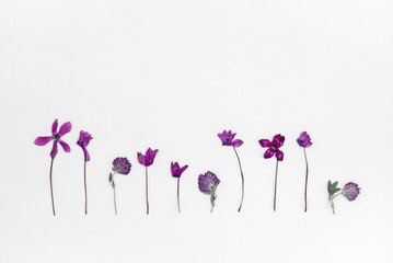 row of purple cornflowers - Google Search