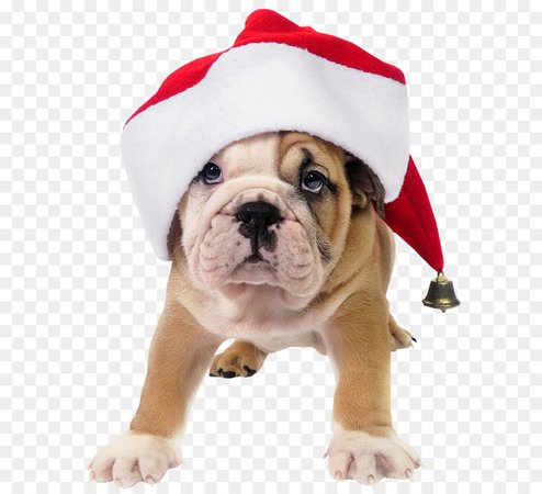 Christmas Card Background png download - 976*1230 - Free Transparent Bulldog png Download. - CleanPNG / KissPNG