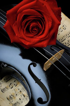 Red Rose On Black Violin Art Print by Garry Gay