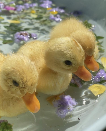 baby duckies