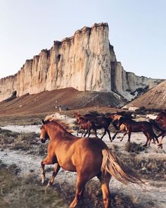 Landscapes, rustic finishes and prairie aesthetics inspire Phillip Jeffries new Summer collection - Homestead. | Horses, Beautiful horses, Equine photography