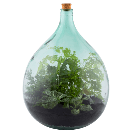 bottle plant terrarium
