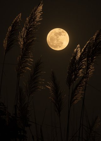 full moon photo – Free Moon Image on Unsplash