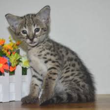 savannah kitten - Google Search