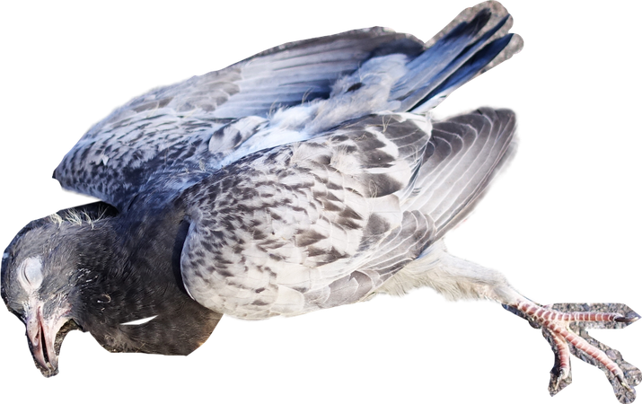 dead pigeon | juvenile rock dove