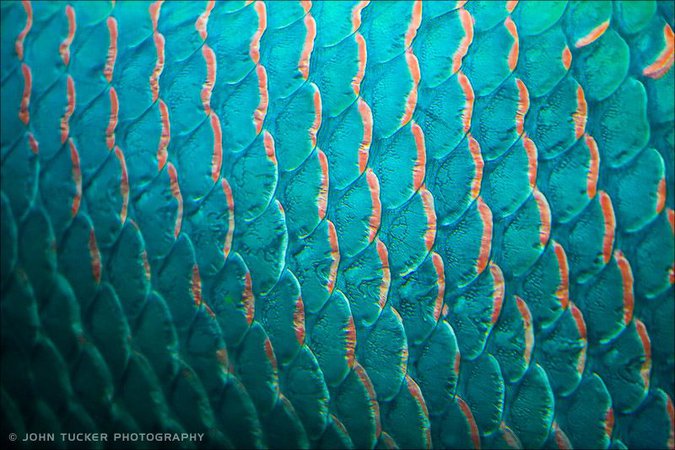 fish scales by John Tucker Photography