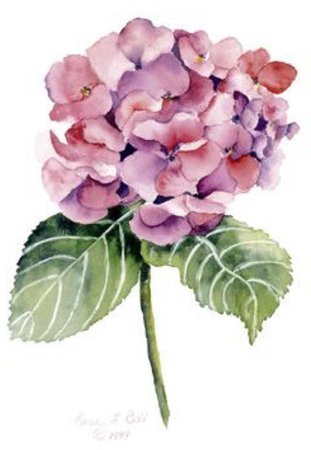 hydrangea watercolor