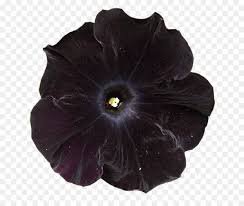 dark flowers - Google Search