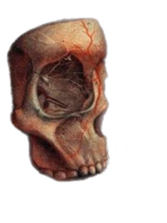 anatomy anatomical art skull