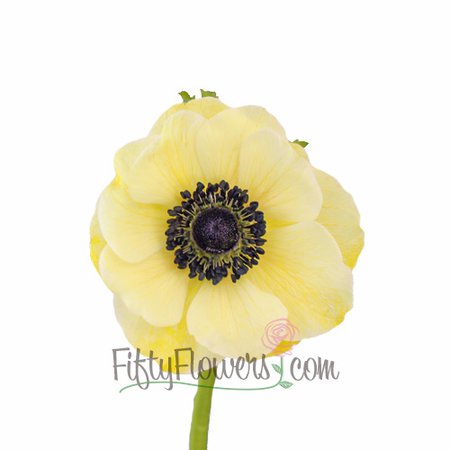 Fresh Wholesale Yellow Anemone Flowers | FiftyFlowers