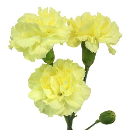 Bulk Butter Yellow Mini Carnation Flowers | FiftyFlowers.com