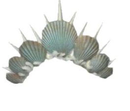 shell crown