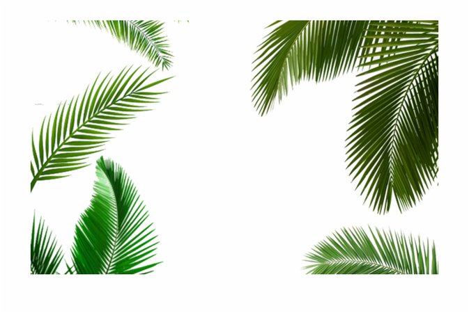 Palm Leaf Clipart With A Transparent Bac #1003354 - PNG Images - PNGio