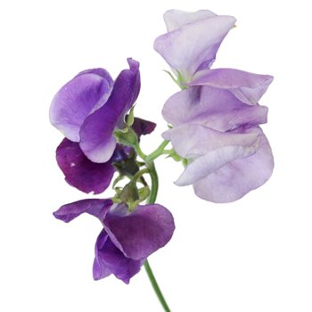 Purple Sweet Pea Flower | FiftyFlowers.com