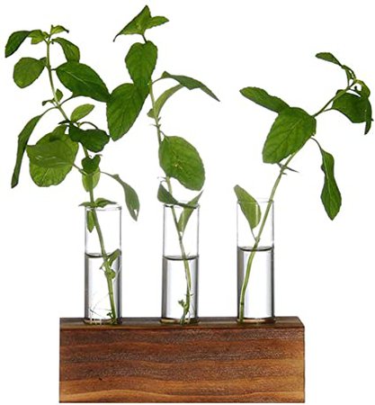 Amazon.com : Kingbuy 3 Crystal Glass Test Tube Holder in Wooden Stand Flower Vase Pots Propagation Station for Hydroponic Plants Home Garden Decoration, Brown Wood. (Rectangular Wooden Frame) : Garden & Outdoor
