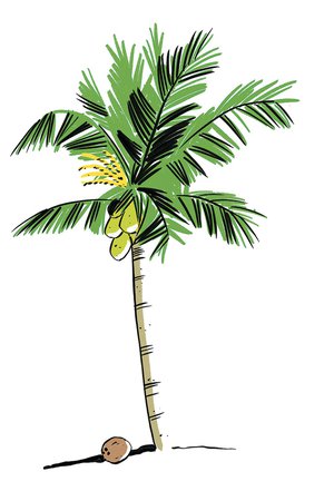 The Coconut Palm Is a Universal Symbol of the Tropics | Sarasota Magazine
