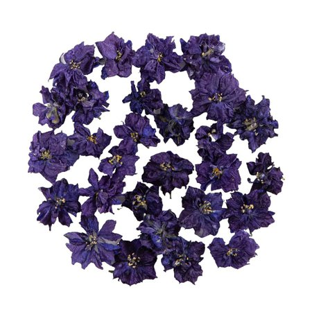 Purple Delphinium Flowers