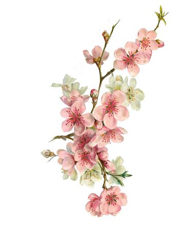 Pink Watercolor Blossoms
